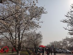-天王浮山樱花园