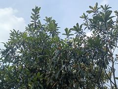 -南京市江宁方山