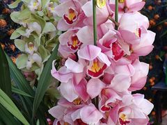 -溪岸路花鸟市场