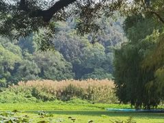 -南宁良凤江国家森林公园