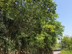 -上海佘山国家森林公园西佘山园