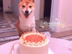 东京桃桃奶油蛋糕-浮光之丘MontCake生日蛋糕(花牌坊店)