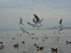 -深圳湾公园(南山区)