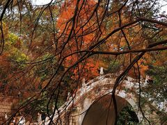 -深圳仙湖植物园