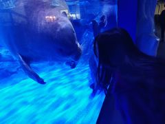 景点-上海海昌海洋公园
