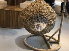 -飞行喵MR PILOT|猫舍·猫咖(静安大融城店)