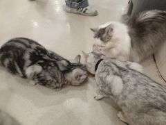 -共舞时光猫咖·狗咖(新街口店)