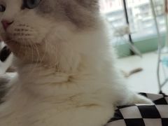 -怪兽屋·羊驼·猫咖·狗咖(俊华广场店)