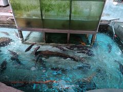 水产区-杨厝六十六农庄农舍(杨厝路店)