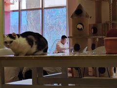 -藏猫猫咖啡主题馆(中央大道店)