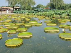 -白洋淀风景区