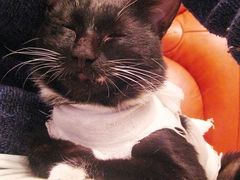 -北京赛佳动物医院