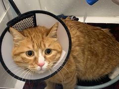 -熊小胖宠物生活馆(天华园店)