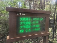 -天目山大树王景区