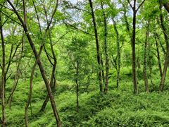 -南京老山国家森林公园