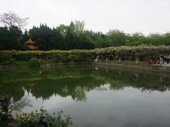 -嘉定紫藤园