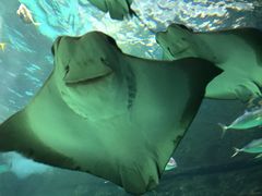 -瑞普利水族馆