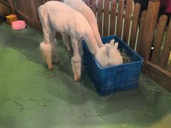 -藦茜花园宠物主题亲子互动体验馆(国顺东路店)