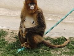 -西霞口神雕山野生动物世界