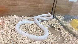 -Moni星球萌宠·小马宝莉·灵蛇·高端高阶全萌宠互动体验俱乐部(红豆国际广场店)