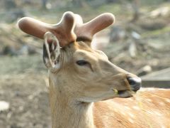 -五营红松林海景区
