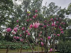 -云溪植物园