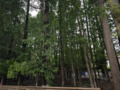 -同济大学(沪西校区)