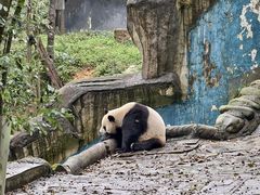 -中国大熊猫保护研究中心雅安碧峰峡基地
