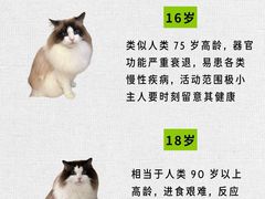 -翊宠yipet猫狗购宠庄园犬舍•猫舍