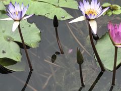 -云溪植物园