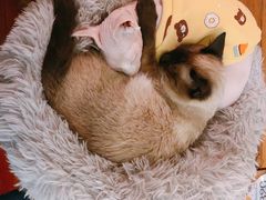 -猫小院猫主题咖啡厅(北锣店)