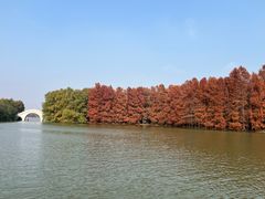 -上海海湾国家森林公园