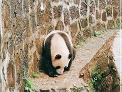 -都江堰中华大熊猫苑