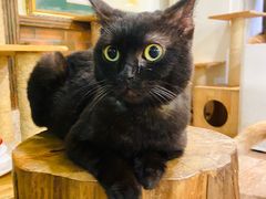 -more than meow吴止猫主题餐厅(承德 中船汇店)