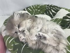 -青奢宠物·青奢猫舍