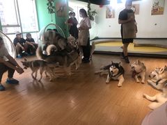-Husky Go! 哈士奇体验馆·宠物咖啡厅狗咖