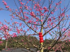 -红山村