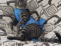 -北京赛佳动物医院