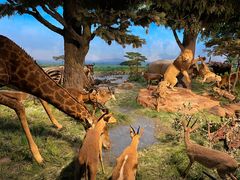 -国家自然博物馆