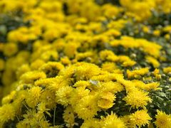 -中国天府农业博览园