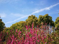 -南汇桃花村