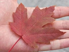 -黑龙江省森林植物园