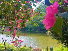 -深圳仙湖植物园