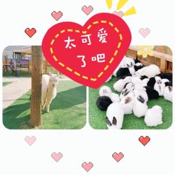 -萌宠亲子动物乐园(槐房万达店)