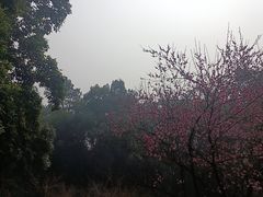 -南山植物园