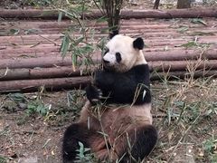 -成都大熊猫繁育研究基地