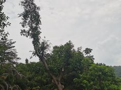 -滴水岩森林公园
