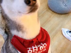 -Husky Go! 哈士奇体验馆·宠物咖啡厅狗咖