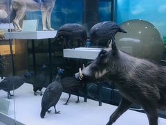 -国家自然博物馆