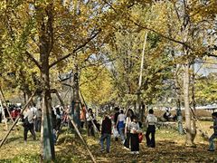 -千年银杏谷文化旅游区